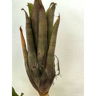 bromeliad aechmea Echidna