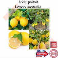 (GG real plant) anak pokok Lemon australia ^ hybrid cepat berbuah fruit sapling fruits fresh outdoor kebun tumbuhan limau