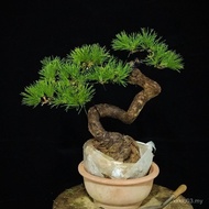 Hot Sales ✴️ Black Pine Bonsai Shape Black Pine Sketch Bonsai Heat-Resistant Cold-Resistant Four Sea