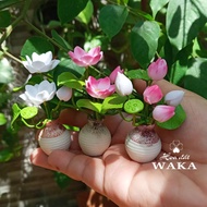 Lotus Pot Model 01 Mini 1/12 Scale