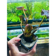 1 Red Japanese Gun | CO2-Free Aquatic Plants, Background