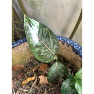 Aglaonema pictum tricolor x rotundum (very rare)