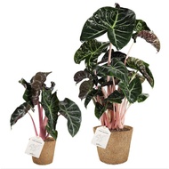 Pokok Alocasia Pink Dragon