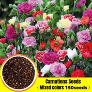 [Fast Germination] เมล็ด คุณภาพดี ราคาถูก เมล็ดพันธุ์แท้ 100% 150pcs Mixed Color Carnations Seeds เมล็ดดอกไม้ ต้นไม้มงคล ต้นไม้ฟอกอากาศ ไม้ประดับ กล้วยไม้ เมล็ดดอกไม้สวย บอนไซ บอนสีหายาก แต่งบ้านและสวน พันธุ์ไม้หายาก พันธุ์ไม้ดอก เมล็ดดอกไม้ Plants Seeds