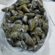 kerang kijing/kerang hijau