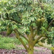 SOURSOP LEAVES TEA BAG