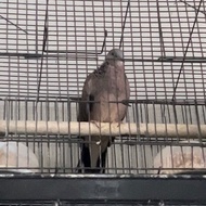 Burung tekukur kuk 9