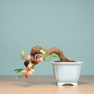 【小品盆景】姬桑梓 花果盆景 陽台植栽