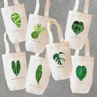 植物 觀葉植物 龜背芋 觀音蓮 圓葉花燭 亞猴