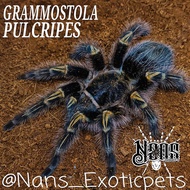 TARANTULA GRAMMOSTOLA PULCHRIPES | CHACO GOLDEN KNEE | ~NANS EXOTICPETS~