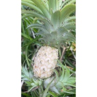 nenas batu untuk batu karang