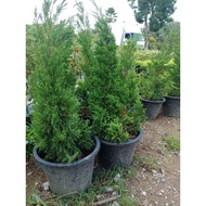 Pokok Pencil Pine / Pokok Krismas