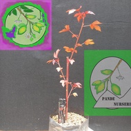 Tanaman Hias Red Panama Hibiscus Maple Lokal