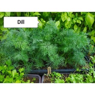 HERBS SEED DILL REPACK