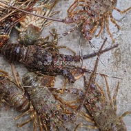 ^; Lobster laut size 1kg isi 6 ekor