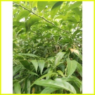 Dama de Noche seeds  planting materials| 5pcs dama de Noche cuttings with freebies cuttings