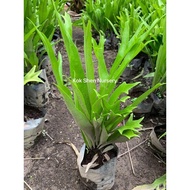 Microsorum Punctatum 'Grandiceps' Crested Fern, Fish-Tail Fern,（Tanduk Rusa）Outdoor Plant Size Bag 9x9 Bunga Hidup