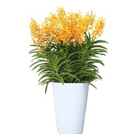 Aranda Orange Nugget 8in1 Arrangement in tall pot