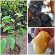 Pokok durian duri hitam/Blackthorn (D200)  hybrid/kawin thai