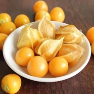 🌱🌱Girl fruit seeds, lantern fruit seeds, mushroom fruits, wild fruit seeds for four seasons, purple 