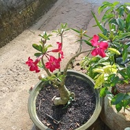Kamboja Jepang Bonsai(Adenium)