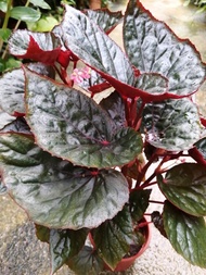 【RM30 ONLY】Begonia brevirimosa Irmsch. Indoor Plant/Outdoor Plant 室内室外植物