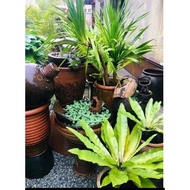 Pokok Paku Langsuir Cantik / Lansoya /Sarang /Hiasan laman/ Pokok Hidup / Ready stock dalam polybag