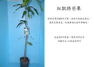 心栽花坊-紅凱特芒果售價150特價130