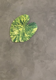 BLR 觀葉植物 造型萬用墊A3 黃斑姑婆芋 龜背芋 蔓綠絨