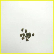 ◩ ✑ ❃ 【COD】10pcs Rare Calathea Seeds Air Freshening Plants Seeds #SW40