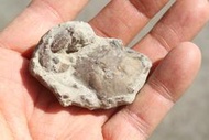 石棧 螃蟹化石 