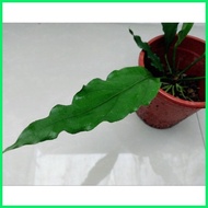 ✌ ☪ Anthurium plowmanii ( Wave of Love Anthurium Plant )