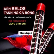 BELOS Tanning Arowana Lamp