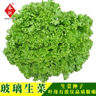 Will Seeds Glass Lettuce Seeds Family Balcony Potted Vegetables Four Seasons Small Green Vegetables 