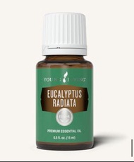Eucalyptus radiata
