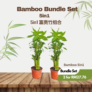 TKL - Lucky Bamboo/ Lucky Bamboo Pyramid/Dracaena Sanderiana/Chinese Lucky Bamboo 富贵竹/小丛林/金字塔竹