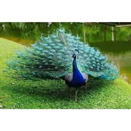 TELUR AYAM HIAS MERAK JUMBO FERTIL ASLI UNTUK DITETASKAN Frozen PetShop