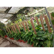 coco stick dari sabut kelapa