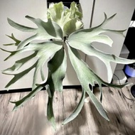 Platycerium Polar Bear 28 Jan 26 Limited