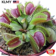 Giant Clip Venus Flytrap Seed Potted Plant Seeds Dionaea Muscipula