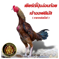 ไข่เชื้อไก่ชน เจ้าออฟติมัส ทายาทบัมเบิ้ลบี เยียร์ญี่ปุ่นง่อนก๋อย ทับกับแม่ก๋อยเยียร์ชุดวีไอพี และแม่ญี่ปุ่น ไข่เก็บใหม่ทุกวัน จัดส่งเร็ว