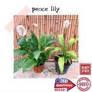 (GG real plant) peace lily  keladi putih spathiphyllum wallis indoor houseplant pokok hidup hiasan t