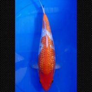 Ikan Koi Ginrin Goshiki Import Jepang Sertifikat Hiroi Code 42