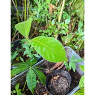 ANAK POKOK/BIBIT BUAH TARAP/BUAH VIRAL TARAP SABAH [BUAH TARAP SABAH]