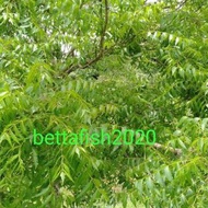 DAUN MAMBU/DAUN NEEM/ DAUN SEMAMBU(100gram)💥READY STOCK💥
