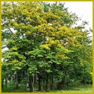 ☻ ✔ ▥ Narra Tree Seeds Per Pack