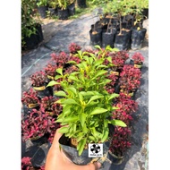 MKT - Alternanthera Green plant / Pokok Alternanthera Hijau