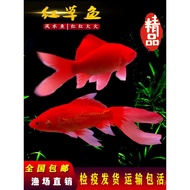 Ekor Panjang Ikan Emas Rumput Merah Ikan Hidup Koi Mudah Dibesarkan Ikan Hiasan Air Tawar Air Sejuk 
