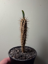 鬼棲閣 塊根植物