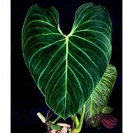 Philodendron Splendid by LS Group